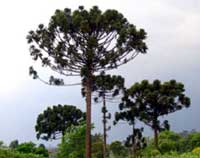 ARAUCARIA ANGUSTIFOLIA (Pino paraná), declarada Monumento Natural Provincial según LEY Nº 2.380