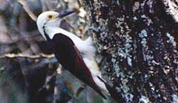 Carpintero blanco