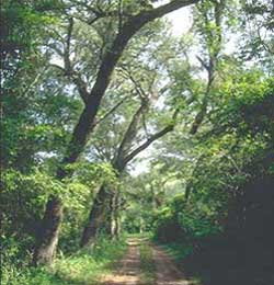 Camino