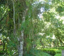 El Jardín Botánico Alberto Roth  Fue creado por la municipalidad en 1981.